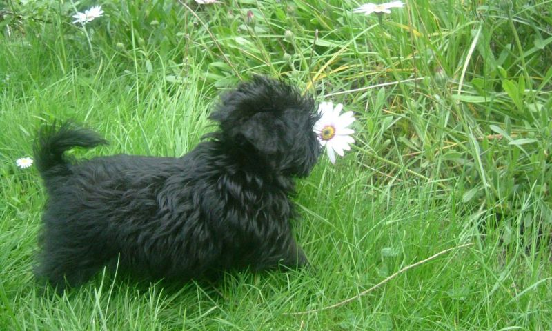 Пес и цветочек