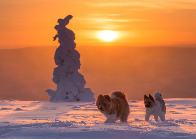 Собаки в снегу
