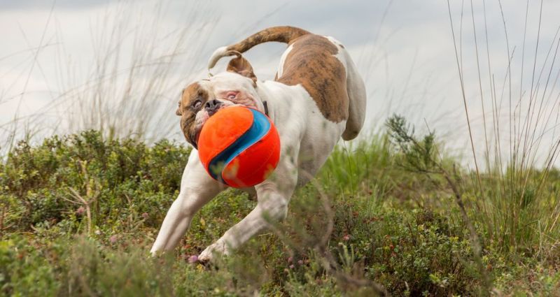 Пес играет с мячиком