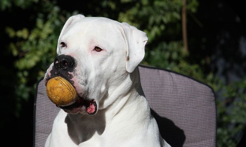 Пес с мячиком