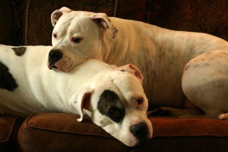 Две собаки на диване
