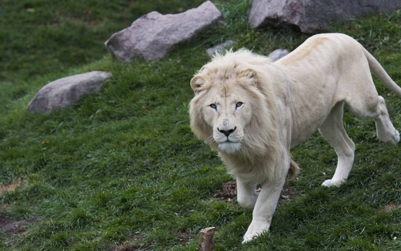 Животное белый лев