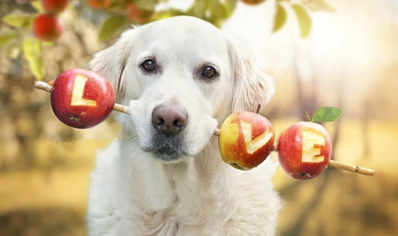 Пес и яблоки