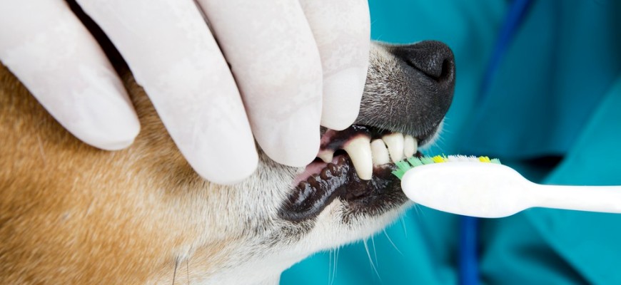 Нужно ли чистить зубы собаке