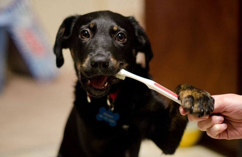 Пес чистит зубы