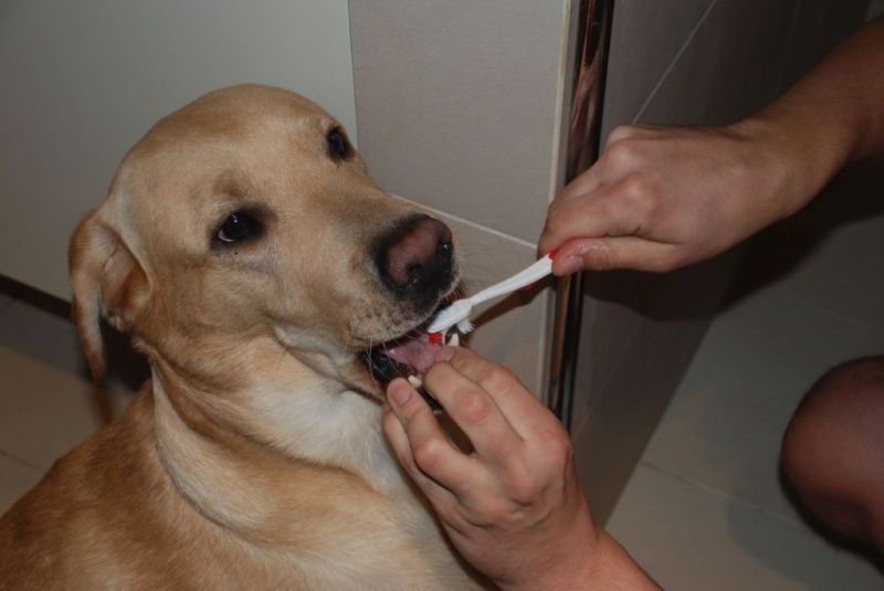 Чистим зубы собаке