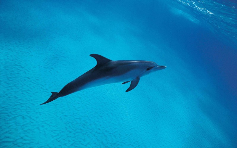 Удивительный дельфин