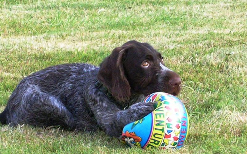 Пес с мячиком