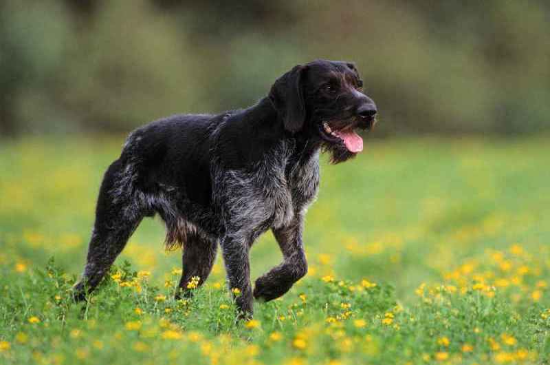 Собака на поле с цветами