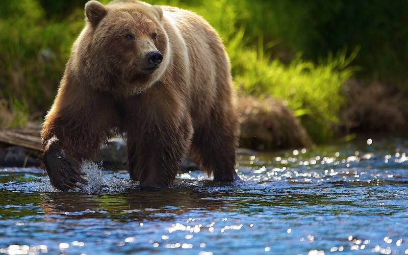 Медведь в реке