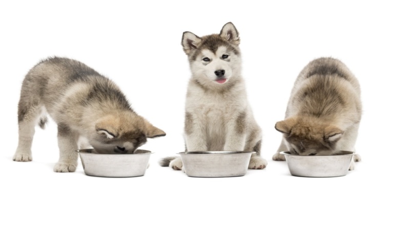 Собаки у мисок с едой
