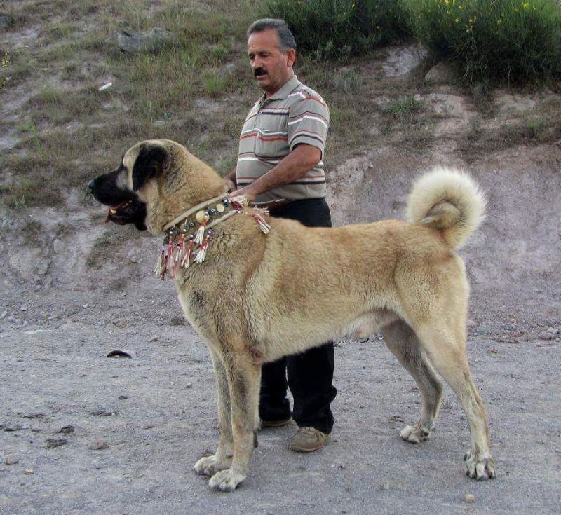 Огромная собака