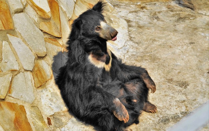 Медведь-губач в зоопарке