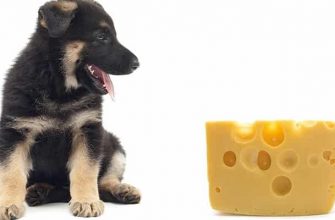 Можно ли щенкам давать сыр
