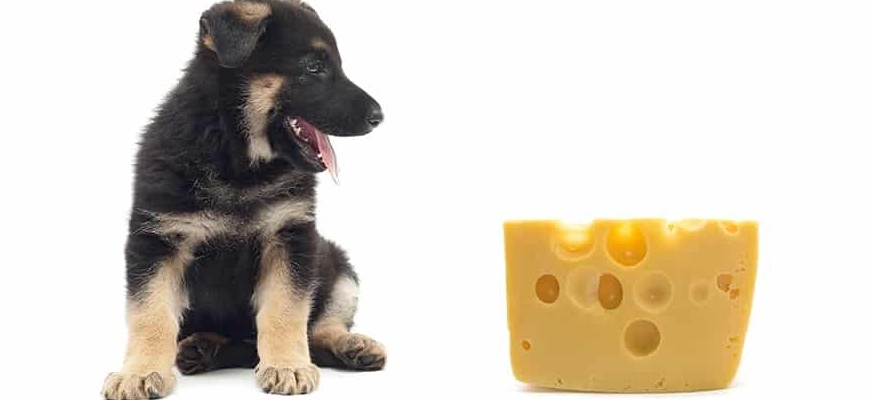 Можно ли щенкам давать сыр