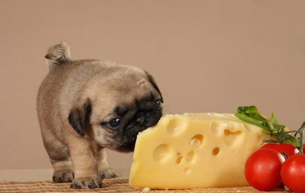 Собака и сыр