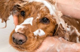 Можно ли мыть собаку мылом