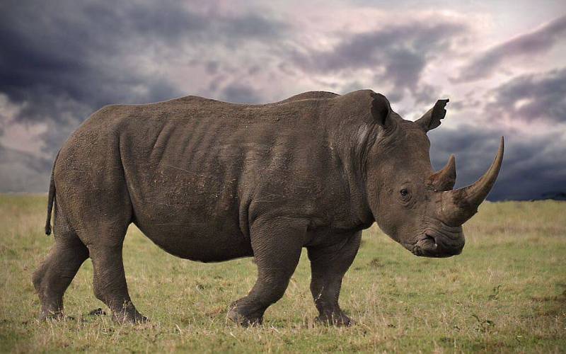 Животное носорог
