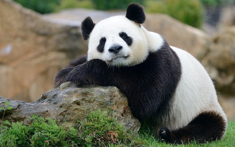 Скучающая панда