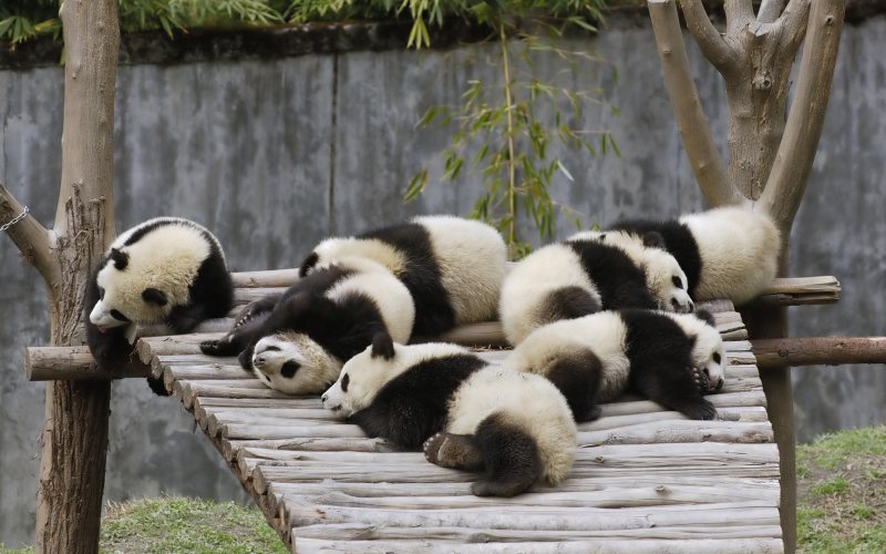 Панды спят