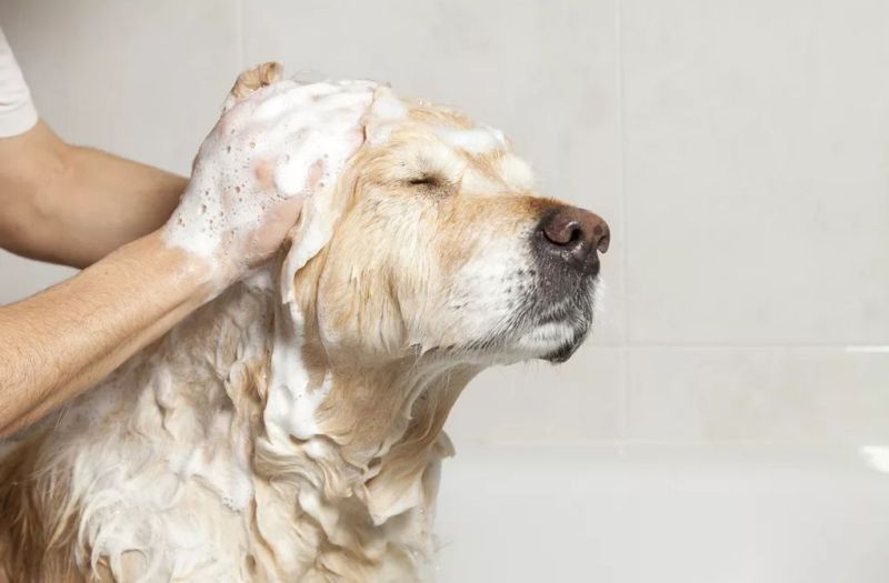 Мытье пса
