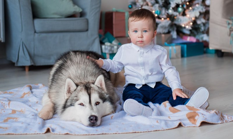 Пес с ребенком