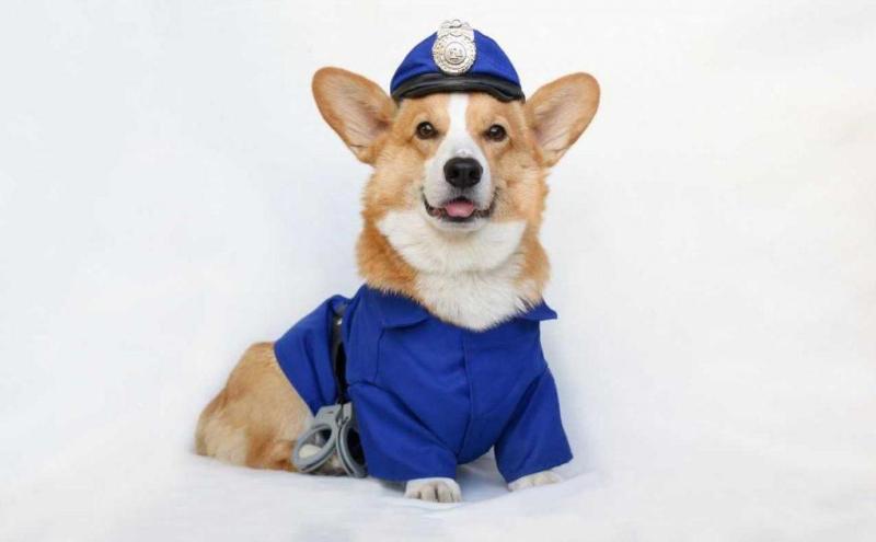 Пес охранник