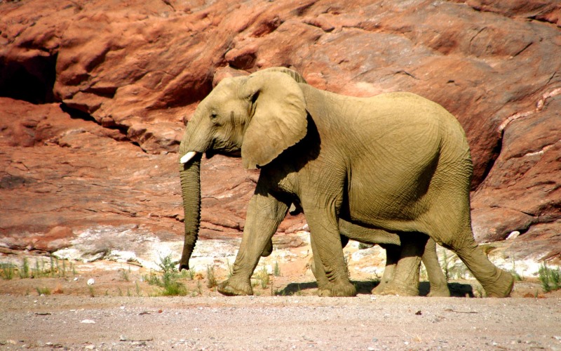 Пустынный слон
