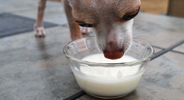 Пес у миски с молоком