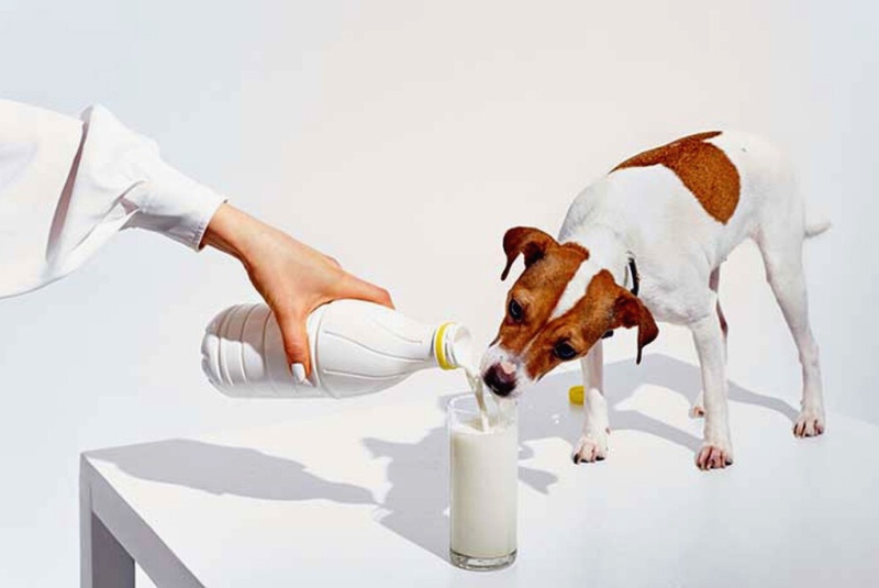 Молочные продукты для собаки