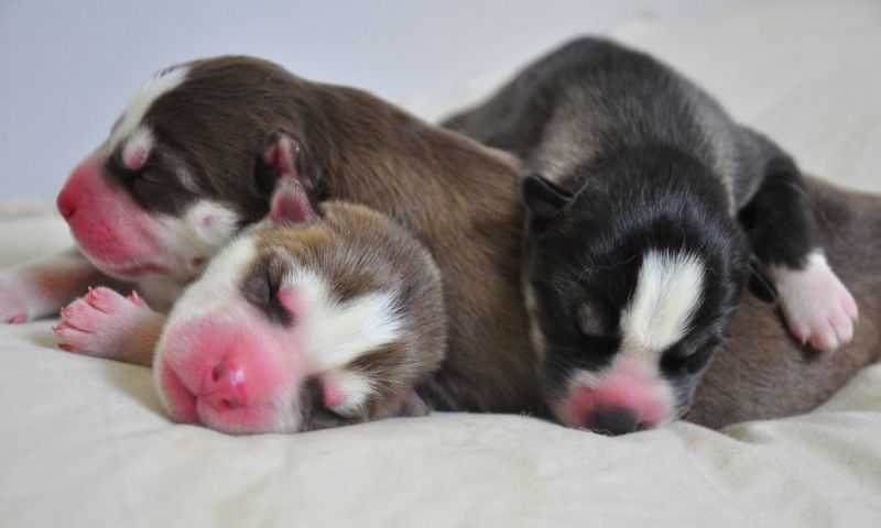 Новорожденные щеночки