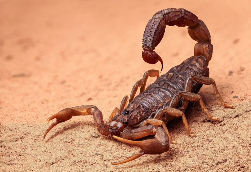 Хищный скорпион