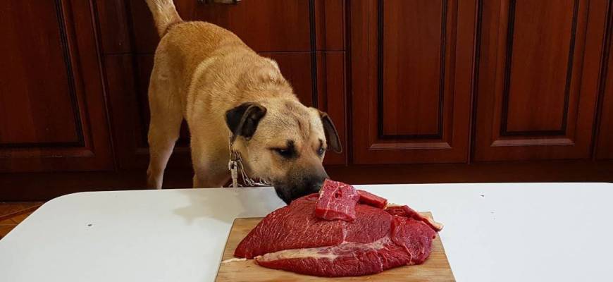 Можно ли давать щенку собаки сырое мясо