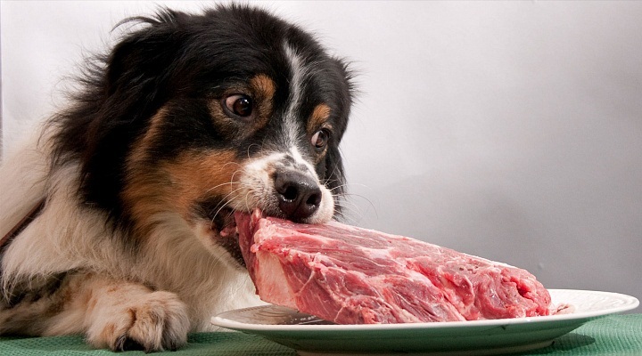 Пес и кусок мяса