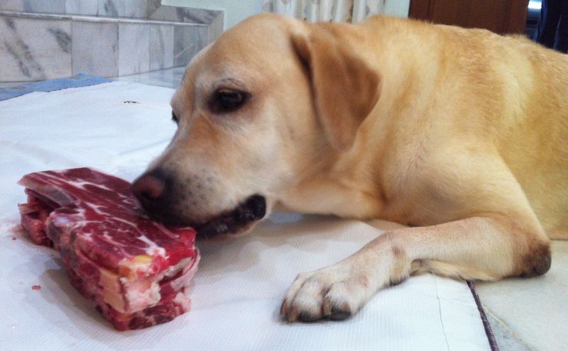 Пес и большой кусок мяса для еды