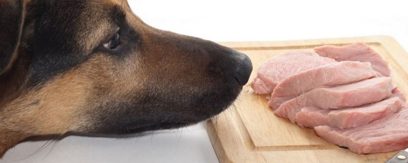 Собака нюхает мясо