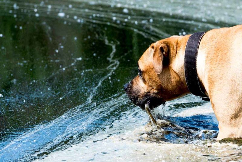 Собака у водоема