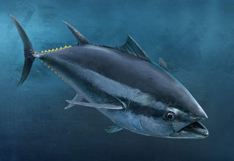 Рыба тунец