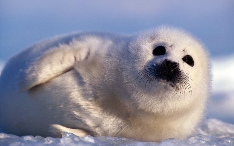 Красивый белый тюлень