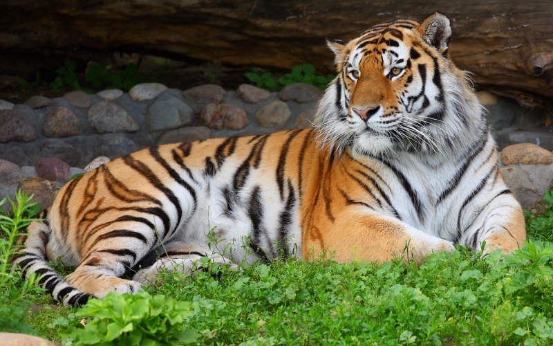 Красивый уссурийский тигр