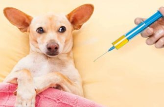 Какие прививки делают щенкам и в каком возрасте