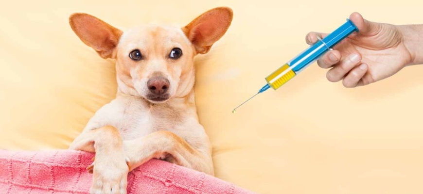 Какие прививки делают щенкам и в каком возрасте