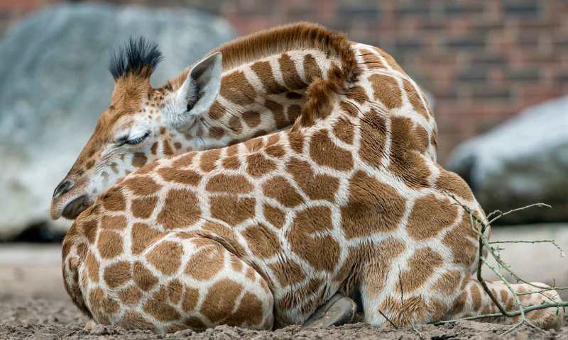 Жираф спит