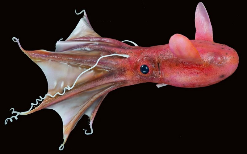 Осьминог-кальмар 