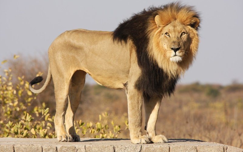 Африканский лев в саванне
