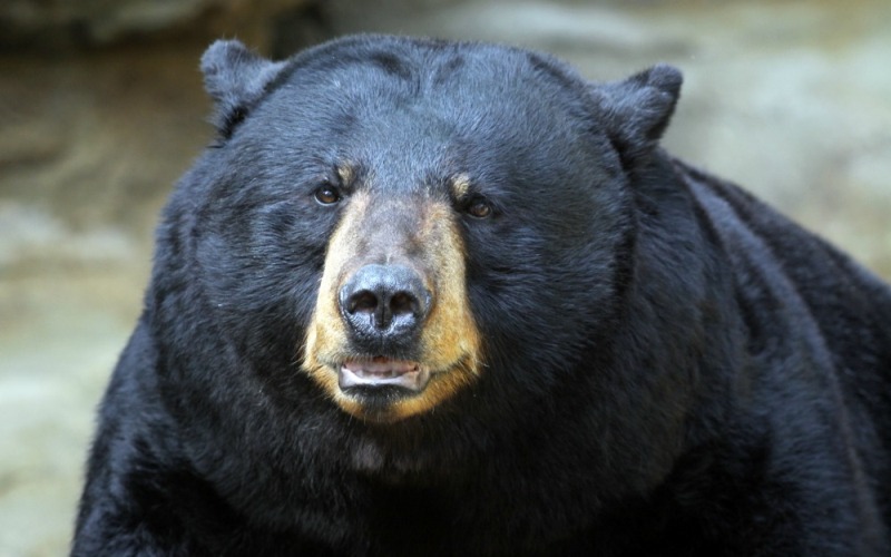 Голова черного медведя