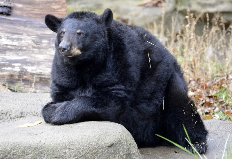 Черный медведь сидит