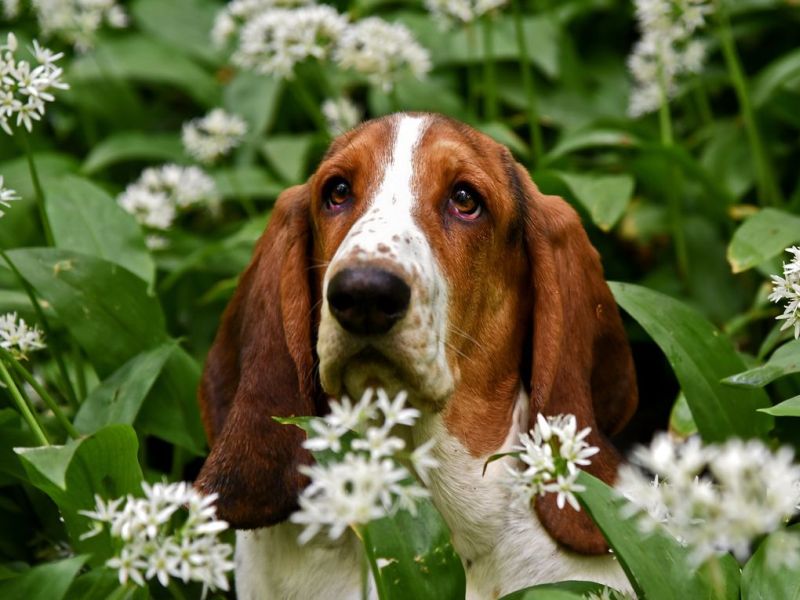 Собака в цветках