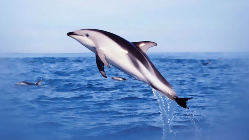 Животное беломордый дельфин