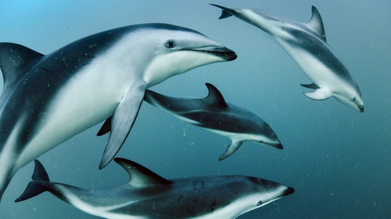 Беломордые дельфины в воде